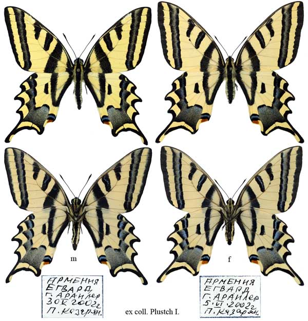 Papilio alexanor Esp.